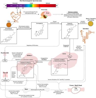 Application of Ultraviolet Light for Poultry Production: A Review of Impacts on Behavior, Physiology, and Production